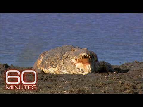 YouTube video thumbnail: Gorongosa
