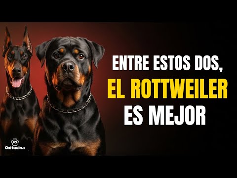 Rottweiler vs Dóberman:  ¿Por qué uno es más fácil de tener?