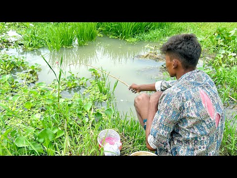 Fishing in after Rain Season Water ~ Village Boy Catching desi koi Fish With a Hook in Rice Field