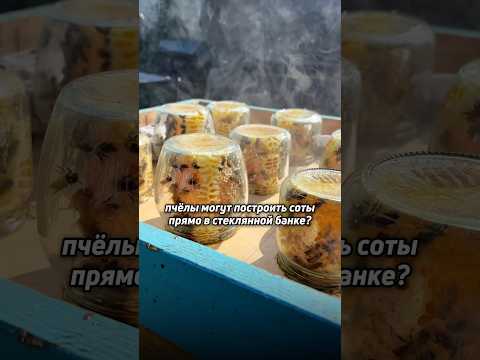 Как 🐝 строят соты прямо в банке