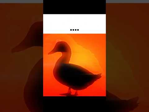 Duck edit #edit