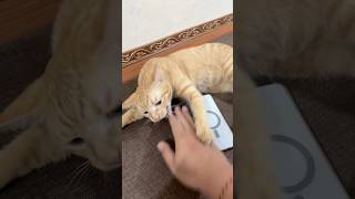 NGAMUK! Direcokin si oren