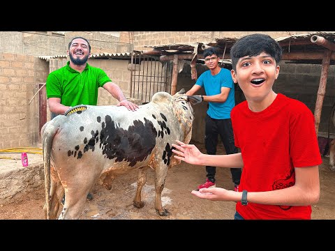Alhamdulillah Qurbani ki Cow Khareed Li🐄