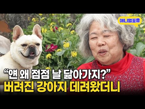 70세 할머니가 데려온 버려진 개, 그런데 점점 닮아 간다 ㅋㅋㅋ I KBS 류수영의 동물티비 210508 방송