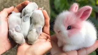 AWW Animals SOO Cute! Cute baby animals Videos Compilation cute moment of the animals #28 2025