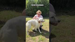 Wunderschöner Setter sucht ein Zuhause ❤️ Tierheim: Ajucan Mallorca Hundehilfe