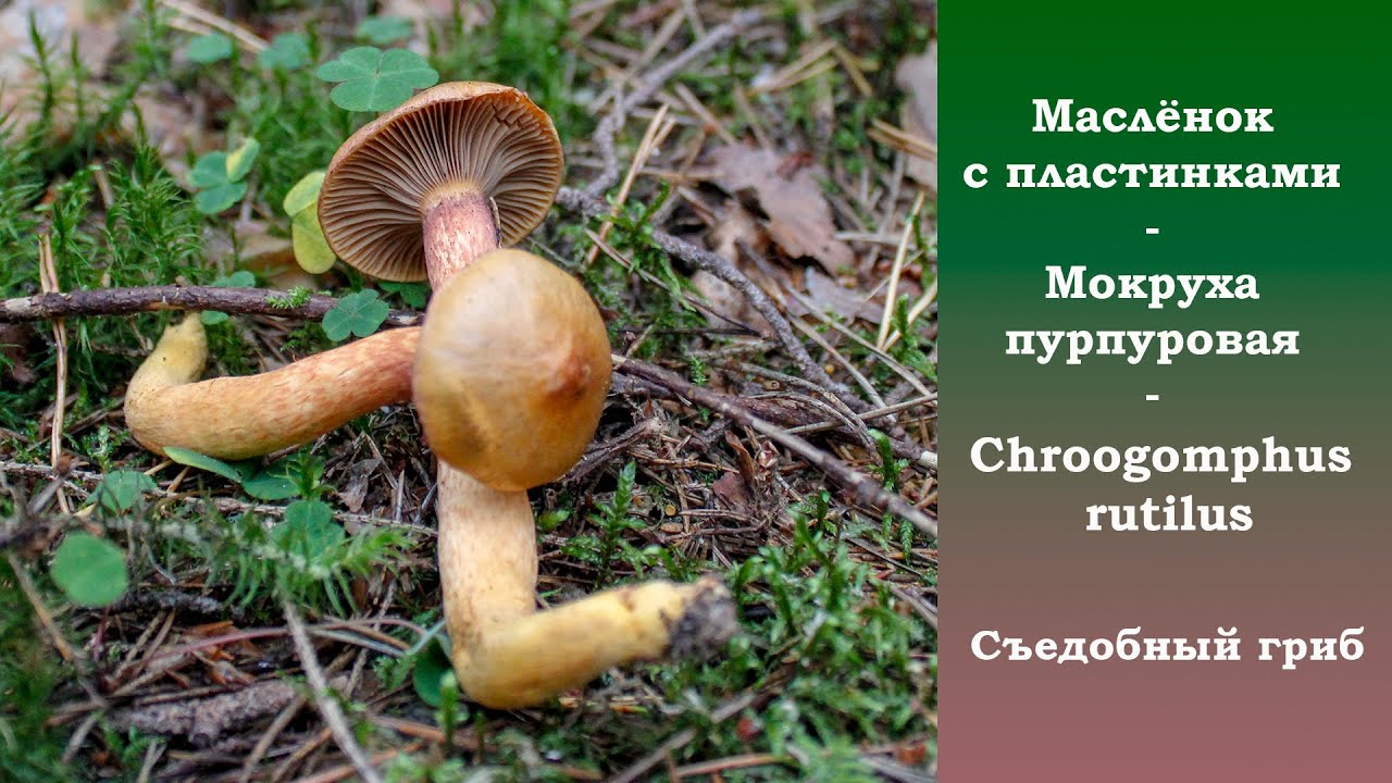 Пластинчатый маслёнок - Мокруха пурпуровая. Chroogomphus rutilus
