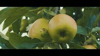 Elbe Obst - BIO ist Leben