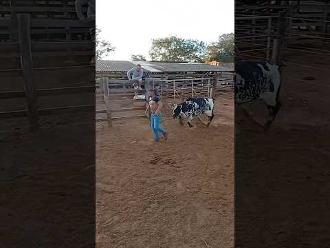 #gado #sabiadocampo #musica #fazenda #pecuarista #agro #cavalo #vaca #caminhoparaumavidamelhor #vida
