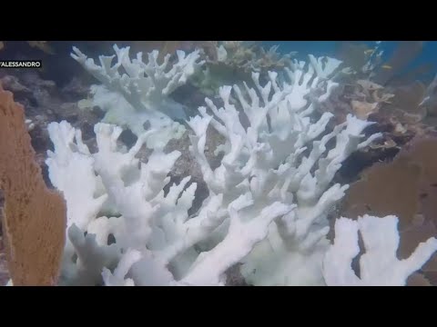 YouTube video thumbnail: Honduran Coral Planted in South Florida Waters