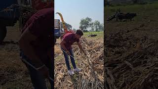 बहुत ही खतरनाक होता हैं यह साप | देखिये कैसे काटता है साप | रसेल वाईपर😱🐍 #shorts #sanke #cobra