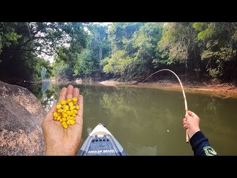 USEI ESSA ISCA NA VARINHA BAMBU, OS PIAUS FICARAM LOUCOS!!! FIZEMOS FRITO NA HORA! Pescaria.