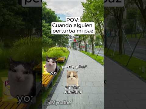 POV: cuando alguien perturba mi paz. #memesgatos #shortsfeed
