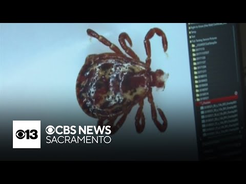 YouTube video thumbnail: Tick-Borne Illness Spreading Rapidly in California