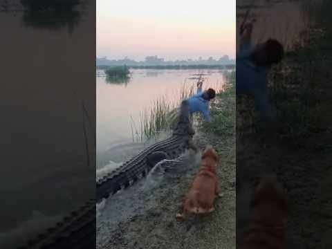 Fisherman Snatched by Crocodile During Catch #wildlife