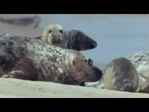 Seal population attracting Great White Sharks? BBC Earth