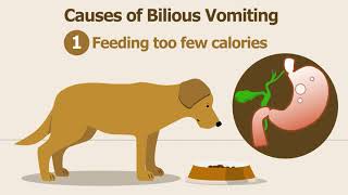Dog and Cat Bilious Vomiting Tutorial