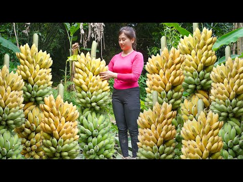 Harvesting Banana Goes To Market Sell - Take care of the sugarcane garden | My Bushcraft / Nhất