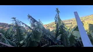 As bananeiras na ilha da Madeira Portugal 
