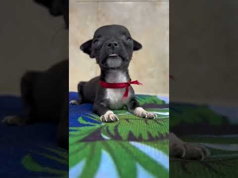 Todos piensan que perro chihuahua es peligroso! #shorts #dogs