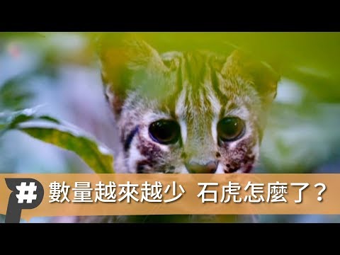 【P議題】石虎—離你最近的一級保育類動物 - YouTube(1分17秒)
