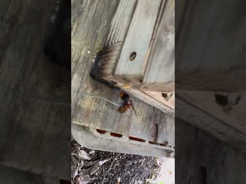 What would happen if you brought a dead giant hornet close to a beehive? #gianthornet #beekeeping