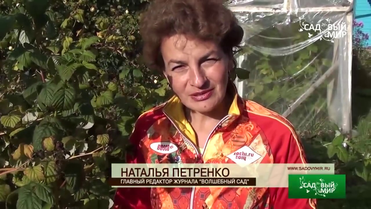 Осенняя обрезка малины и смородины