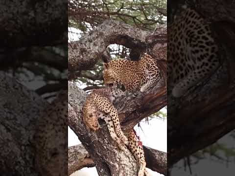 Nature’s Unexpected Twist: Leopard Kills and Devours a Cheetah
