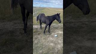 Satin is looking so amazing out with her besties! #miniature #horse