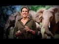 Understanding African Elephants and Human-Elephant Coexistence