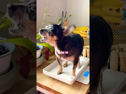 Wow, success! ๐ Mayaโs reached her weight loss goal just in time for her 8th birthday ๐ฅฐ