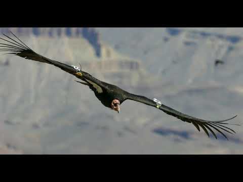 top 5 des oiseaux qui ont le plus d'envergure