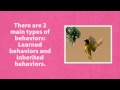 Exploring Learned vs Inherited Behaviors