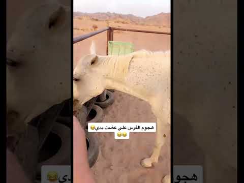 #خيل #اكسبلور #horse #تصميم #الخيل #حصان #ترند_تيك_توك #ترند #automobile #ضحك