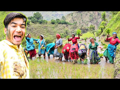 रोपाई के खेत में गांँव की महिलाओं ने किया खतरनाक डांँस 🌾🤣 !! daily vlogs || pahadi lifestyle vlogs