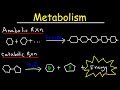 Biochemical Processes and Reactions