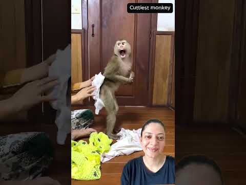 Baby monkey loves her mom #monkey #shorts