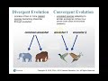 Divergent and Convergent Evolution Concepts