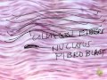 Connective Tissue Characteristics and Functions