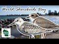 Shorebird Identification and Behavior