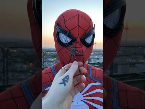 I met Spider-Man