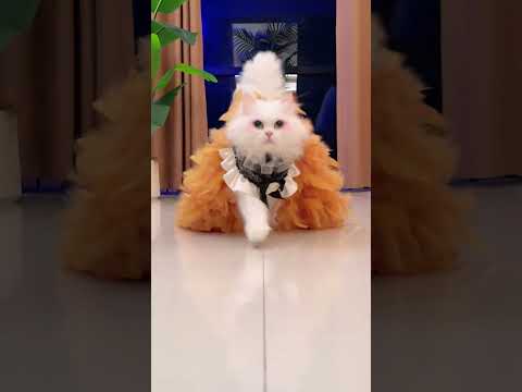 Supermodel Xixi #catsoftiktok #cat #catwalktour