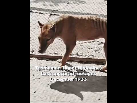 Last footages of extinct animals #edit #extinctanimals #thylacine #rhinoceros