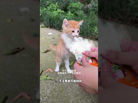 【#布丁仔和泡芙妹的一天】流浪猫妈妈送我猫宝宝的原因竟然是这样的... #流浪猫#猫咪成精