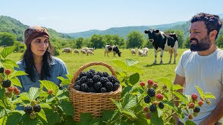 Böyürtkən Yığımından Şərbətə – Dağda Sakit Bir Gün 🍇🔥