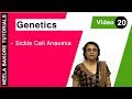Sickle-Cell Anemia Concepts