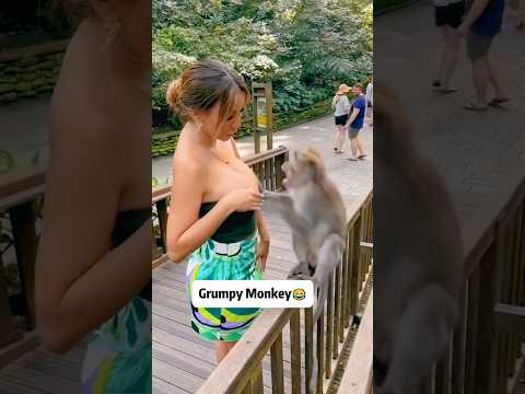 Funny monkey 🤣🤣 #funny #funnyanimal #foryou #animallife #money #funnymonkey #funnyvideo #shorts