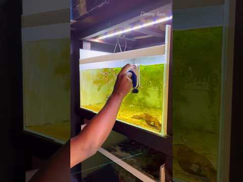 இத வச்சி மீன் தொட்டிய சுத்தம் செய்யலாம் 😍 #cloningaqua #fishaquarium #fish #fishbowl