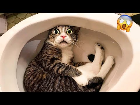 Funniest Videos 2023 😂 Best Cats and Dogs Videos 😹🐶 Part 03