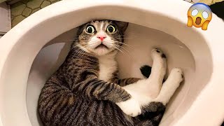 Funniest Videos 2023 😂 Best Cats and Dogs Videos 😹🐶 Part 03